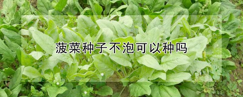 菠菜种子不泡可以种吗 菠菜种子不泡直接种可以发芽吗