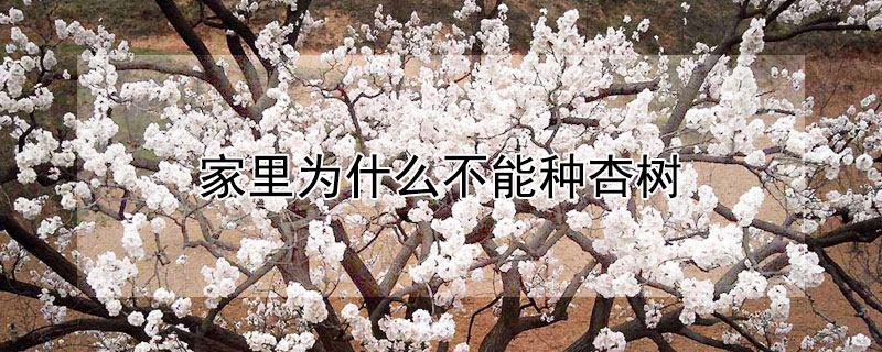 家里为什么不能种杏树（家中为什么不能栽杏树）