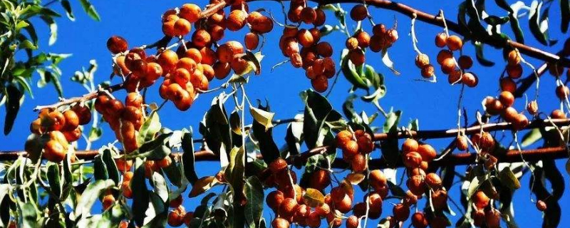 沙枣树能活多少年 沙枣树种植几年结果