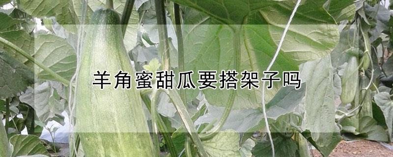 羊角蜜甜瓜要搭架子吗 羊角蜜瓜需要搭架吗