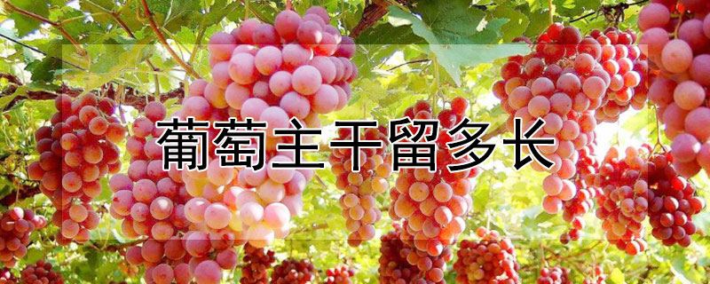 葡萄主干留多长 葡萄主枝留多长