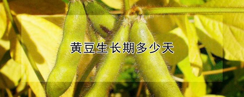 黄豆生长期多少天 黄豆生长期多少天浇一次水