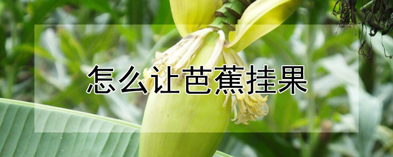怎么让芭蕉挂果 怎么让芭蕉挂果更多