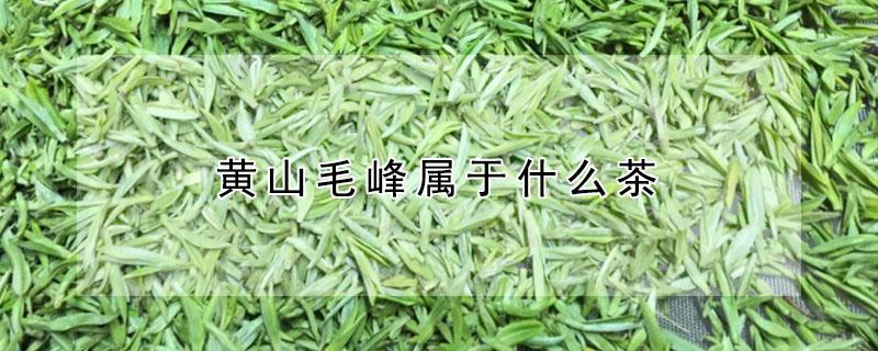 黄山毛峰属于什么茶 黄山毛峰属于什么茶?(