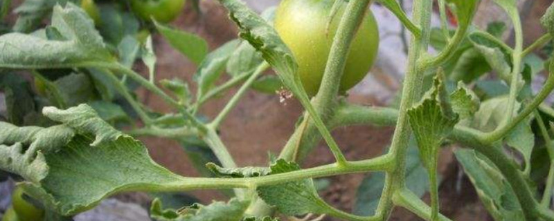 番茄叶子往下卷是什么原因 番茄叶子往下卷是什么原因造成的
