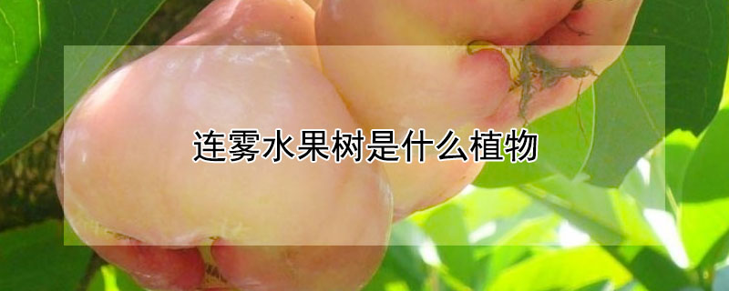 连雾水果树是什么植物 连雾水果树是什么植物类型