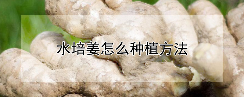 水培姜怎么种植方法 水培姜怎么种植方法视频