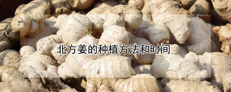北方姜的种植方法和时间 姜北方什么时候种植