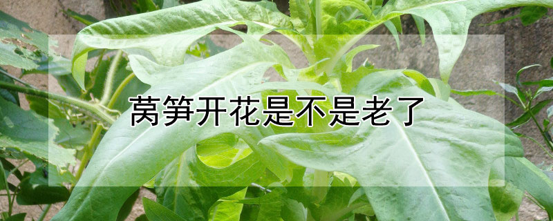 莴笋开花是不是老了 莴笋生长的时候开花了是不是老了