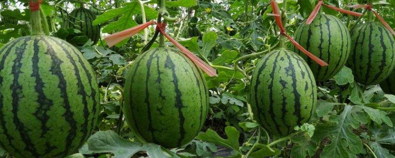 种植西瓜间的间距是多少（西瓜栽种间距）