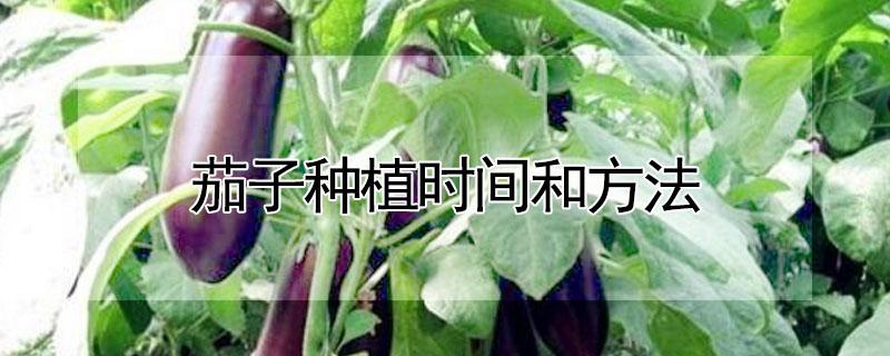 茄子种植时间和方法（茄子种植时间和方法视频）