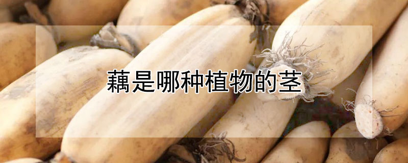 藕是哪种植物的茎（藕是什么科植物）