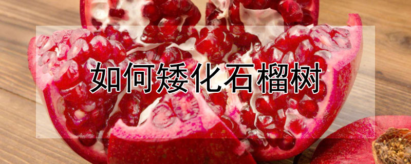 如何矮化石榴树 如何矮化石榴树苗