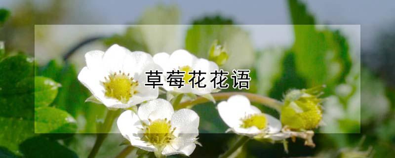 草莓花花语 草莓果花语是什么