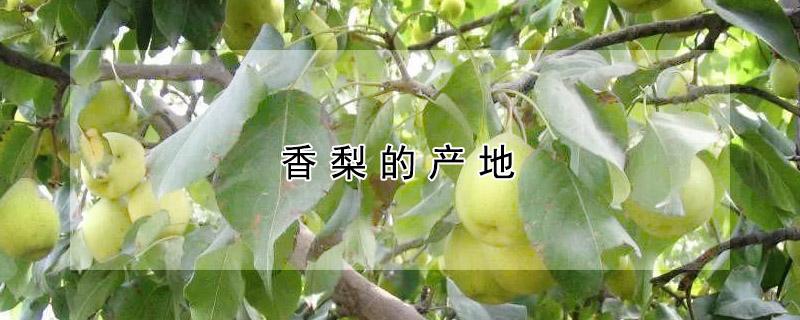 香梨的产地（香梨的产地江苏）