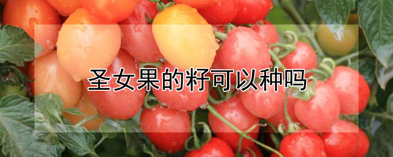 圣女果的籽可以种吗 圣女果籽能直接扔土里种吗