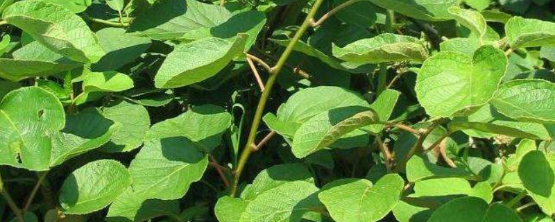 猕猴桃苗怎么分公母（猕猴桃苗怎么分公母图解）