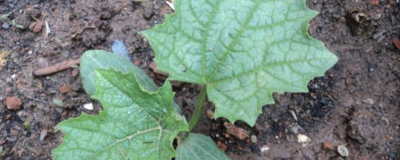 茄子苗怎样管理才粗壮 茄子苗怎样管理才粗壮用什么肥好