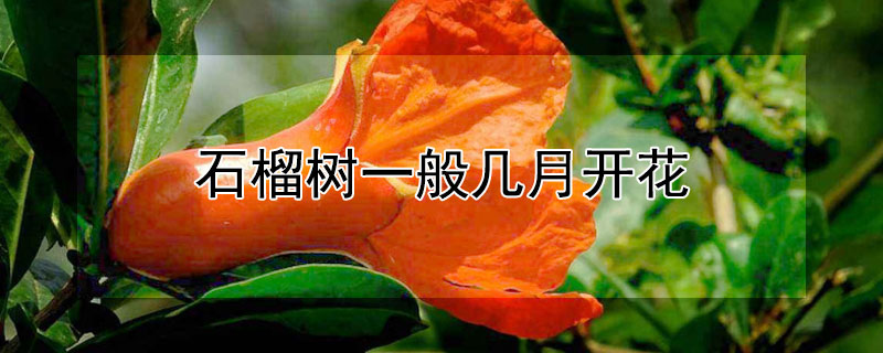 石榴树一般几月开花（石榴树啥时间开花）