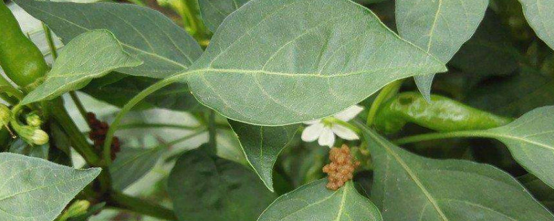 辣椒苗被虫子咬断怎么办 辣椒苗不知道被什么虫咬断了