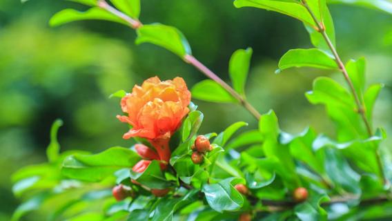 石榴花像什么（石榴籽像什么）