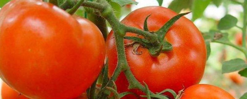 露天西红种植方法 露天西红种植方法和管理