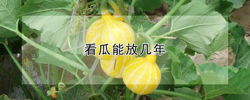 看瓜能放几年（看瓜能放多久）