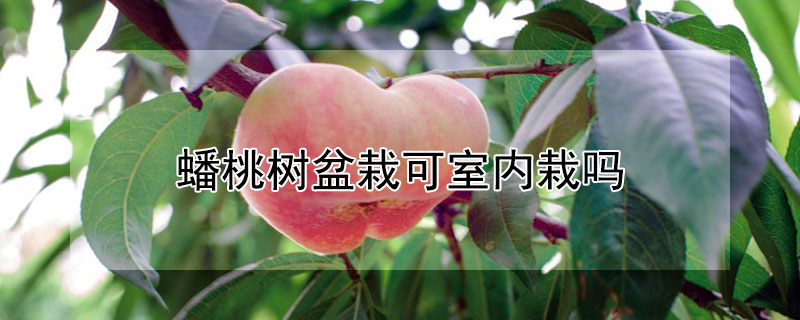 蟠桃树盆栽可室内栽吗 蟠桃可以盆栽吗