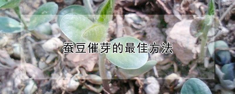 蚕豆催芽的最佳方法（蚕豆催芽栽培技术）