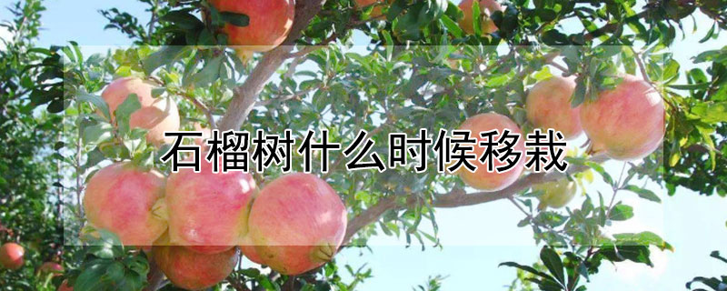 石榴树什么时候移栽 河南石榴树什么时候移栽