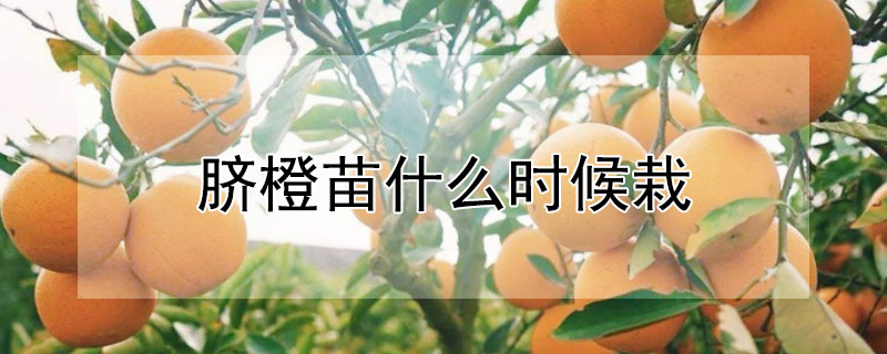 脐橙苗什么时候栽（脐橙苗什么时候栽最好）