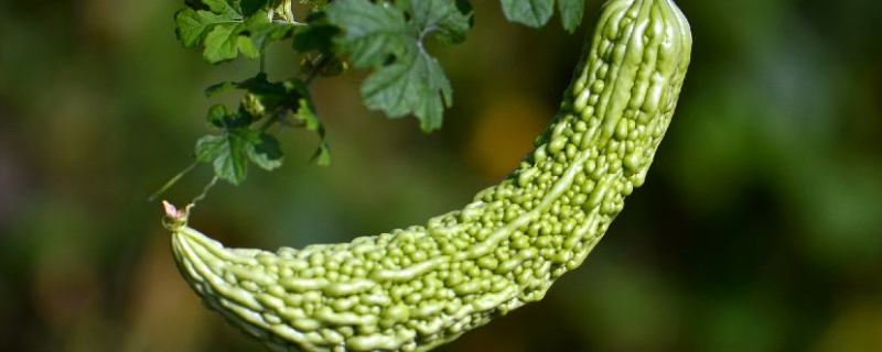 怎么种苦瓜又大又长 怎样管理苦瓜,种出的苦瓜又长又大