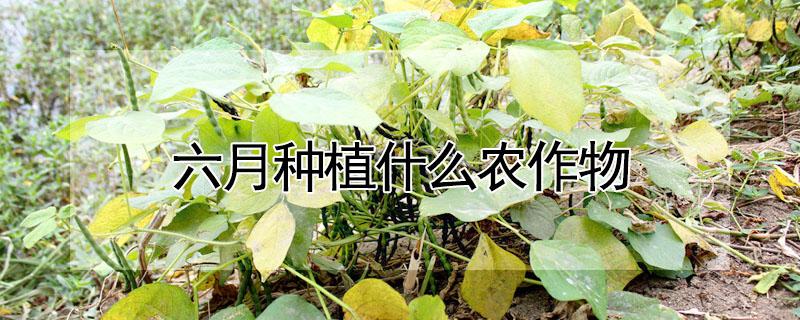 六月种植什么农作物 六月种植什么农作物北方