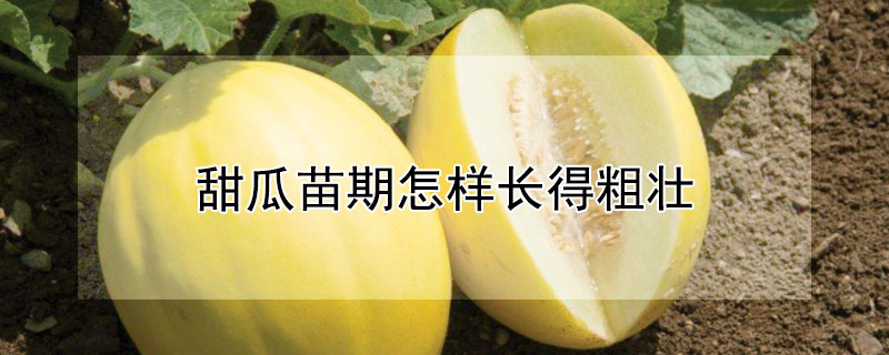 甜瓜苗期怎样长得粗壮（甜瓜苗怎么样会变粗）