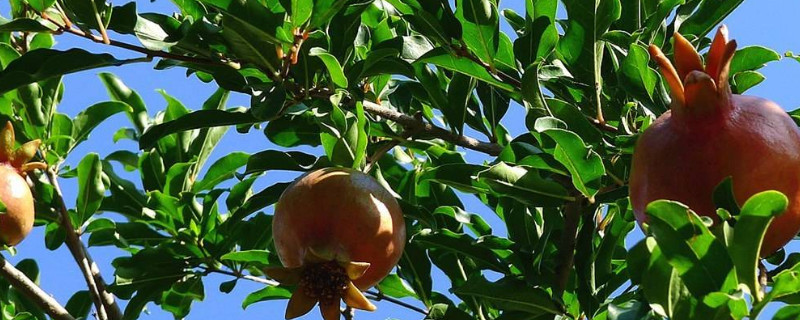 石榴树结果后烂果怎么办 石榴树果实腐烂怎么治