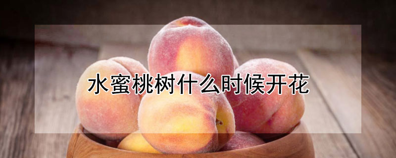 水蜜桃树什么时候开花（水蜜桃几月份开花）