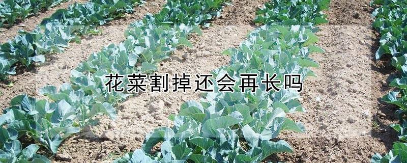 花菜割掉还会再长吗 菜花收割后还会生长吗