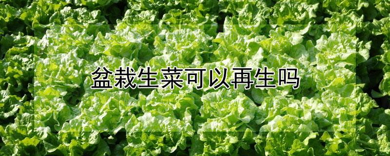盆栽生菜可以再生吗（生菜能再生吗）