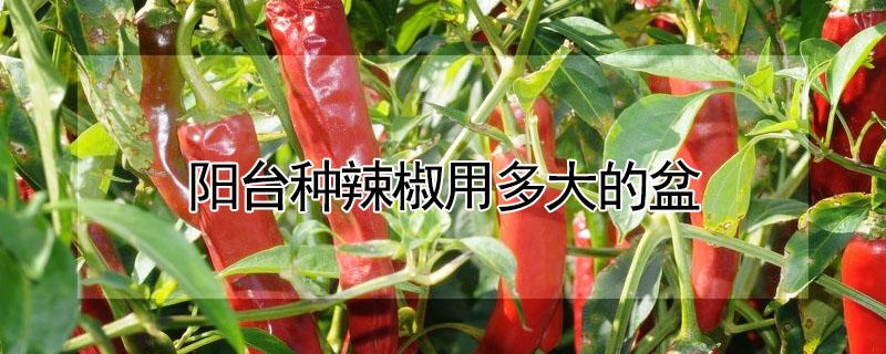 阳台种辣椒用多大的盆 阳台种辣椒需要多大的盆