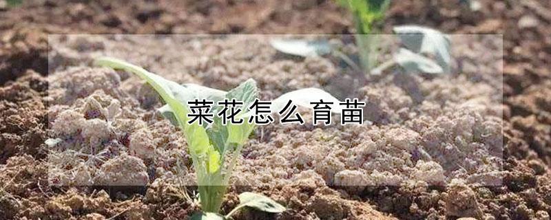 菜花怎么育苗 菜花怎么育苗好