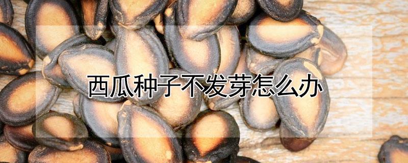 西瓜种子不发芽怎么办 为什么西瓜种子不发芽