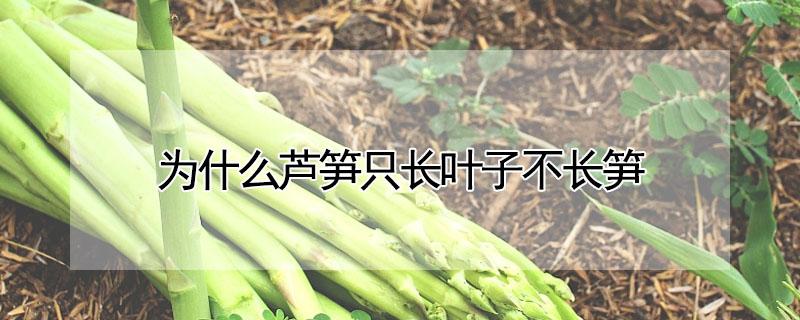 为什么芦笋只长叶子不长笋（为什么芦笋只长叶子不长笋呢）