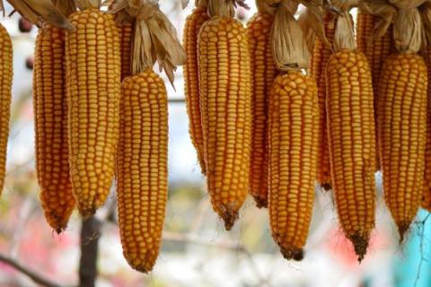 玉米的种植方法和技术