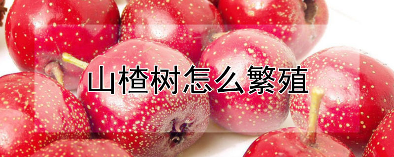 山楂树怎么繁殖（山楂树怎么繁殖出来的）