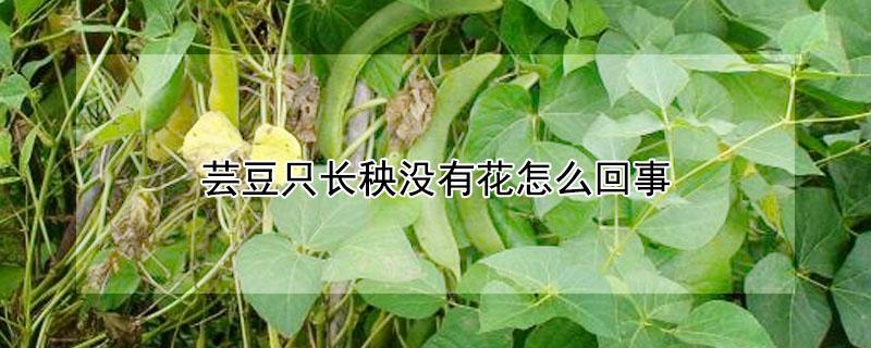 芸豆只长秧没有花怎么回事 芸豆光长秧子不开花怎么回事