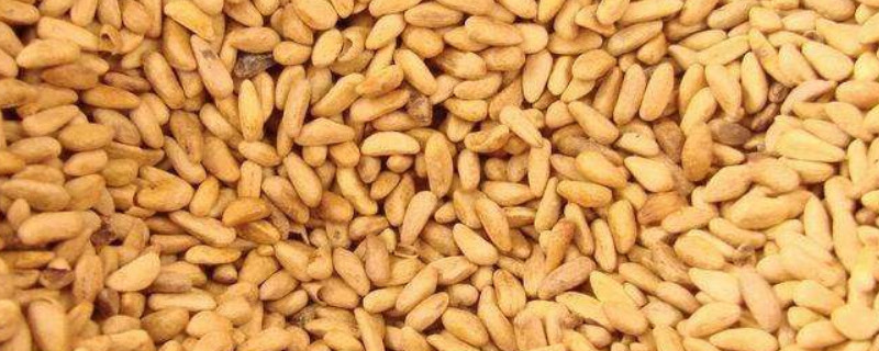 石榴种子怎么种 石榴种子怎么种石榴树