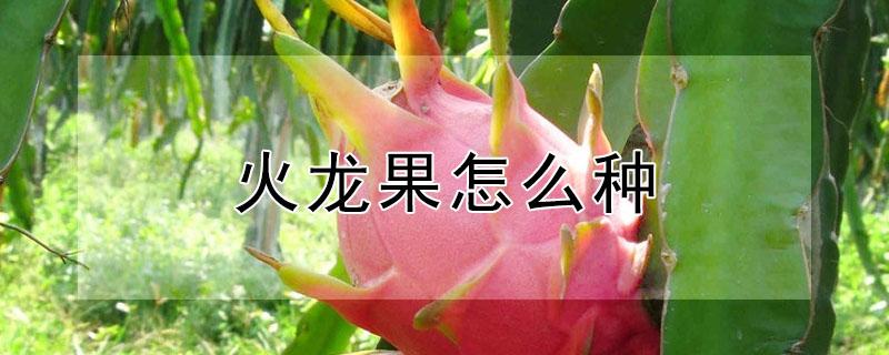 火龙果怎么种（火龙果怎么种才能开花结果）
