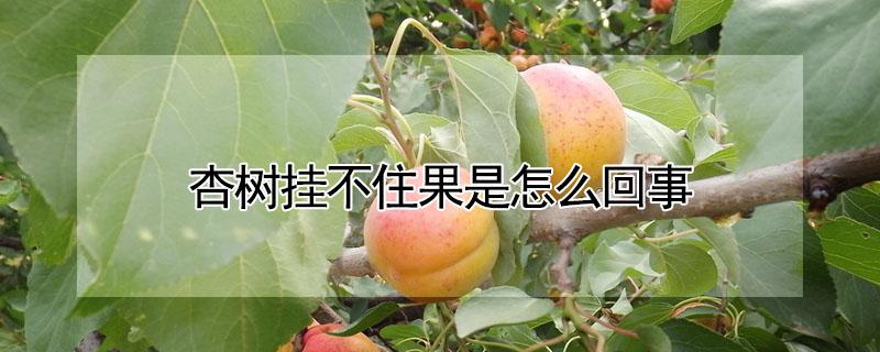 杏树挂不住果是怎么回事（杏树挂不住果是怎么回事呢）