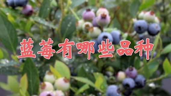 蓝莓有哪些品种 兔眼蓝莓有哪些品种