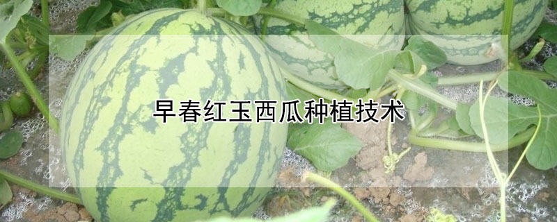 早春红玉西瓜种植技术 早春红玉西瓜种植技术与管理